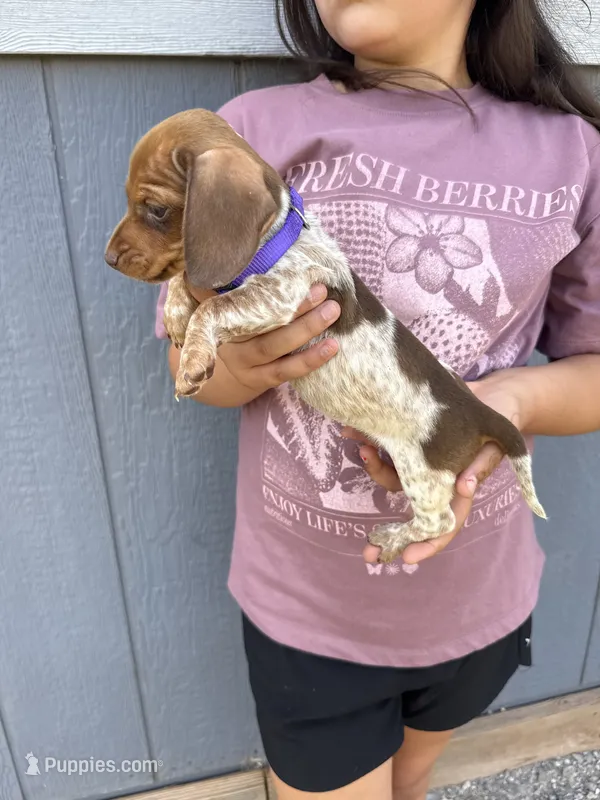Cindy  – Miniature Dachshund puppy for sale in Chickasha, OK