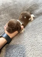 Cotton , a male Miniature Dachshund for sale in Chickasha, OK – Photo 2 of 5