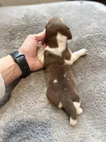 Cotton , a male Miniature Dachshund for sale in Chickasha, OK – Photo 5 of 5