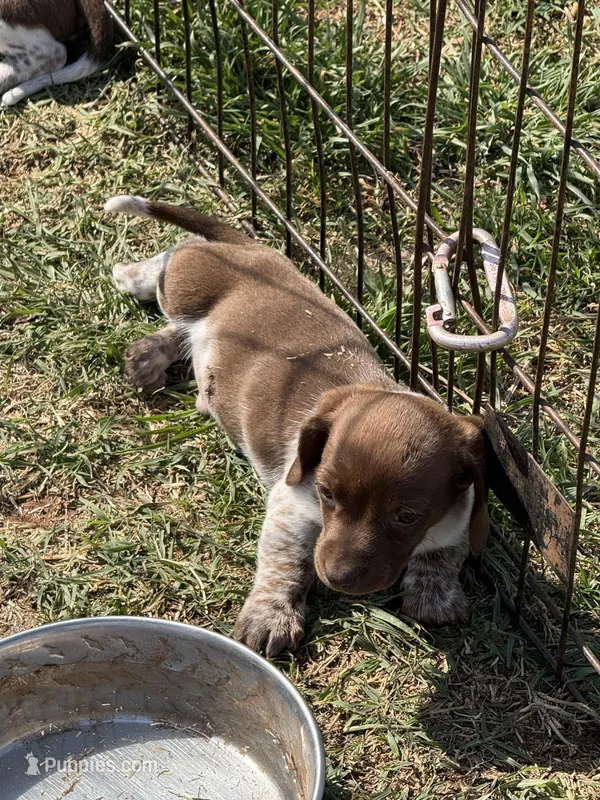 Cotton  – Miniature Dachshund puppy for sale in Chickasha, OK