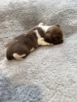 Cotton , a male Miniature Dachshund for sale in Chickasha, OK – Photo 3 of 5