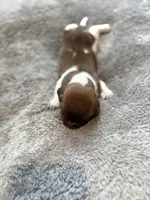 Cotton , a male Miniature Dachshund for sale in Chickasha, OK – Photo 4 of 5