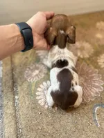 Cindy , a female Miniature Dachshund for sale in Chickasha, OK – 1 of 2