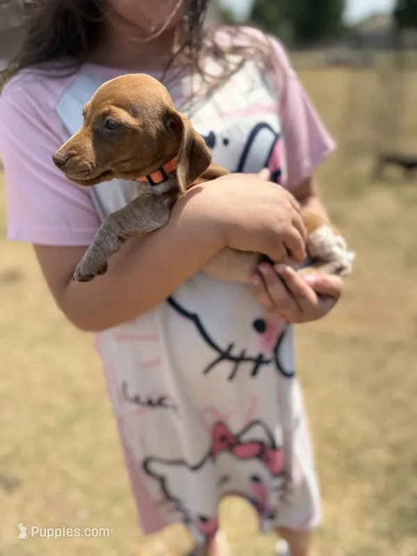 max – Miniature Dachshund puppy for sale in Chickasha, OK