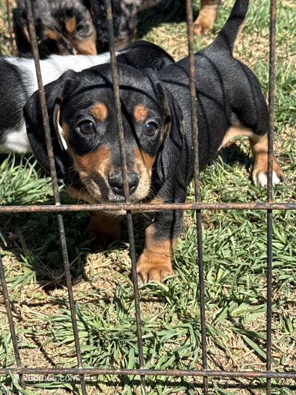 Moose – Miniature Dachshund puppy for sale in Chickasha, OK