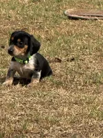 Moose, a male Miniature Dachshund for sale in Chickasha, OK – 4 of 10