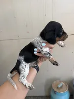 Minnie, a female Miniature Dachshund for sale in Chickasha, OK – 2 of 4