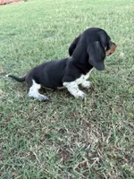 wilson, a male Miniature Dachshund for sale in Chickasha, OK – 4 of 4