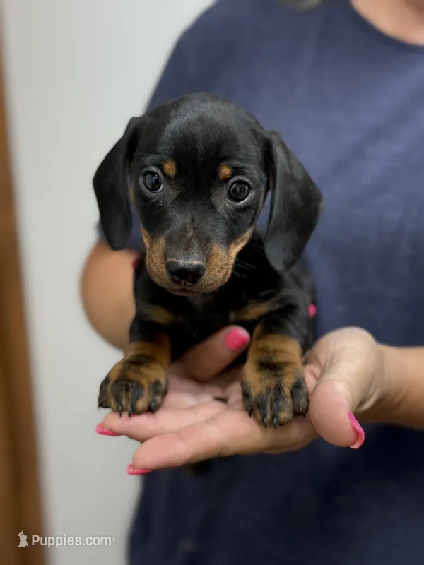 scamp – Miniature Dachshund puppy for sale in Chickasha, OK