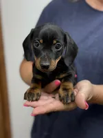 scamp, a male Miniature Dachshund for sale in Chickasha, OK – 1 of 2