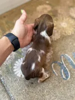 Stella , a female Miniature Dachshund for sale in Chickasha, OK – 2 of 2