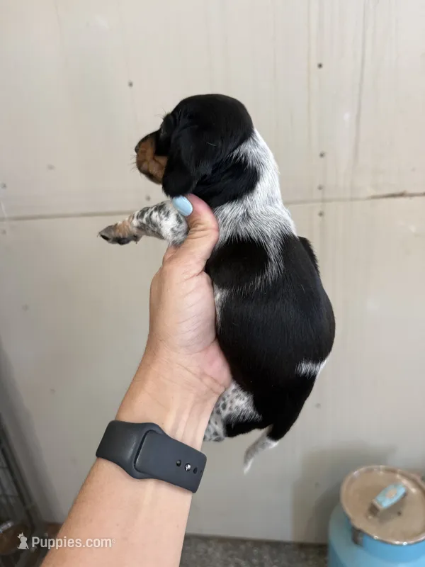 Minnie – Miniature Dachshund puppy for sale in Chickasha, OK