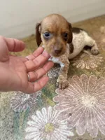Cindy , a female Miniature Dachshund for sale in Chickasha, OK – 2 of 2
