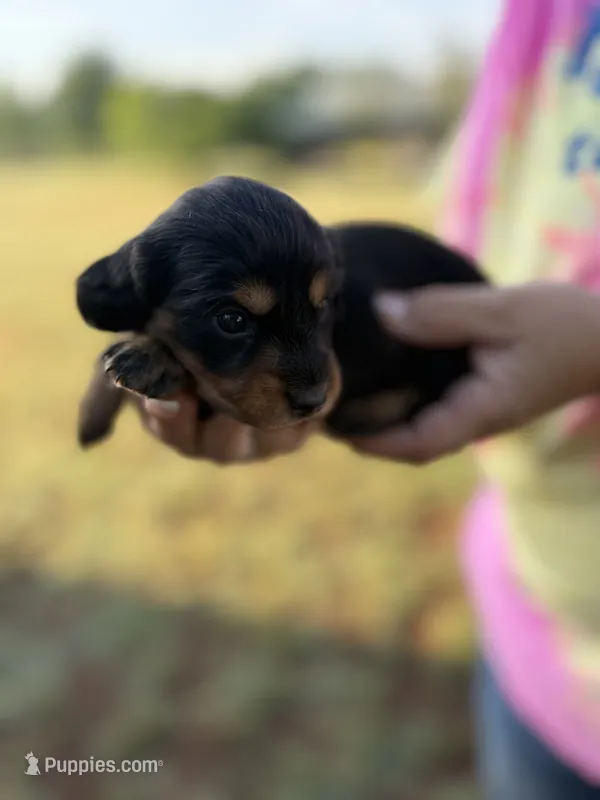 Nellie  – Miniature Dachshund puppy for sale in Chickasha, OK
