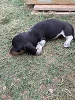 wilson, a male Miniature Dachshund for sale in Chickasha, OK – 2 of 4