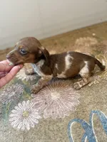 Stella , a female Miniature Dachshund for sale in Chickasha, OK – 1 of 2