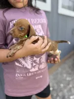 Moose, a male Miniature Dachshund for sale in Chickasha, OK – 2 of 3