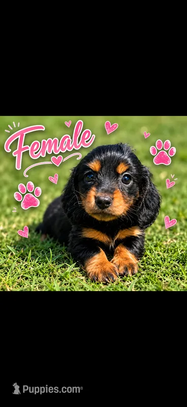Nellie  – Miniature Dachshund puppy for sale in Chickasha, OK