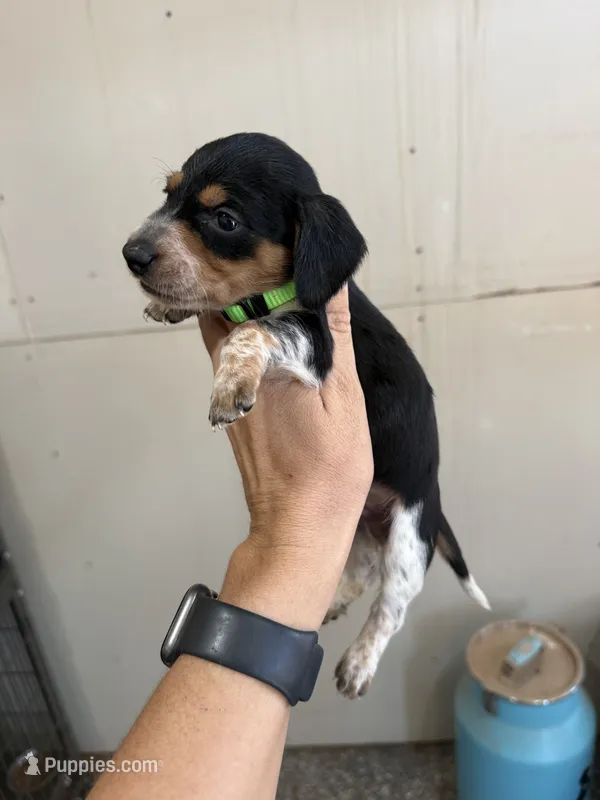 Moose – Miniature Dachshund puppy for sale in Chickasha, OK