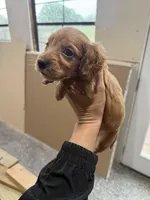 Max, a male Miniature Dachshund for sale in Chickasha, OK – Photo 2 of 2