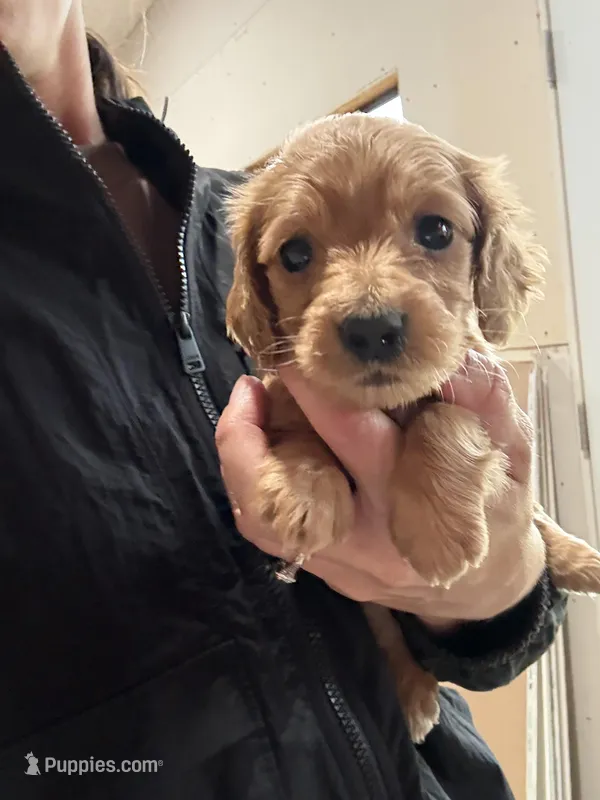 Max – Miniature Dachshund puppy for sale in Chickasha, OK