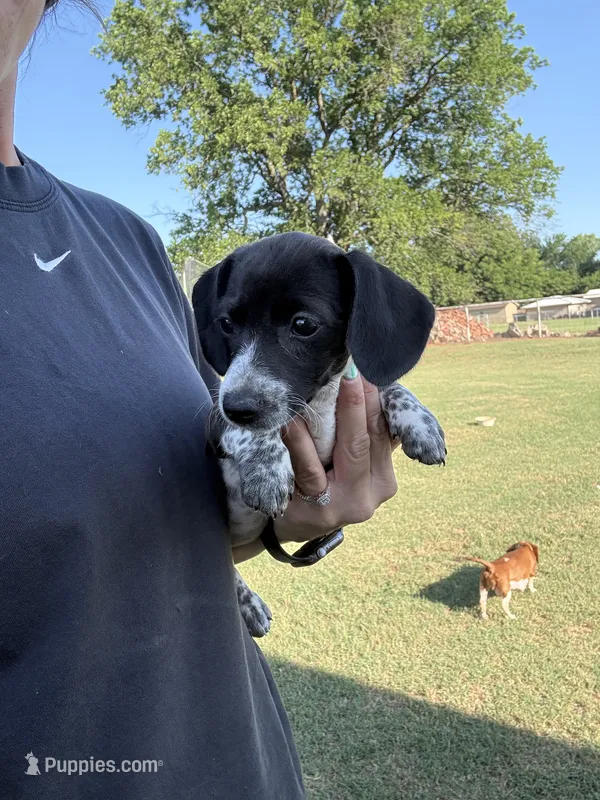 Sadie  – Miniature Dachshund puppy for sale in Chickasha, OK