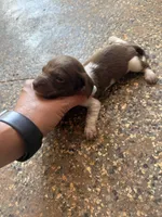 Hondo, a male Miniature Dachshund for sale in Chickasha, OK – 8 of 8