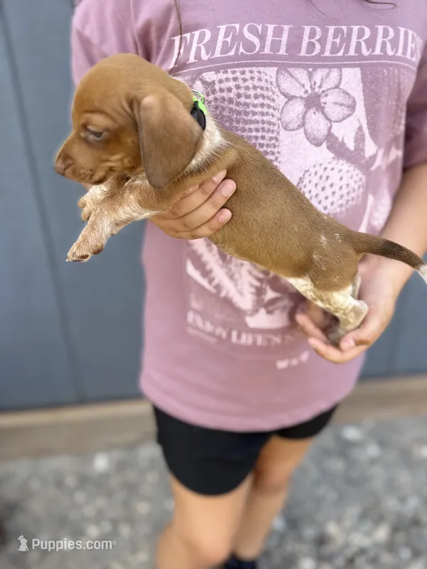 Moose – Miniature Dachshund puppy for sale in Chickasha, OK