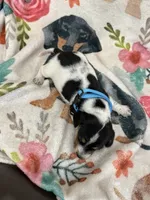 coop, a male Miniature Dachshund for sale in Chickasha, OK – 2 of 3