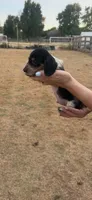 Moose, a male Miniature Dachshund for sale in Chickasha, OK – 3 of 10