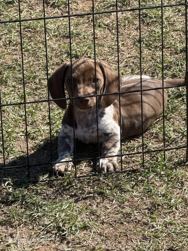 Hondo – Miniature Dachshund puppy for sale in Chickasha, OK