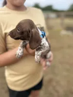 Hondo, a male Miniature Dachshund for sale in Chickasha, OK – 6 of 8