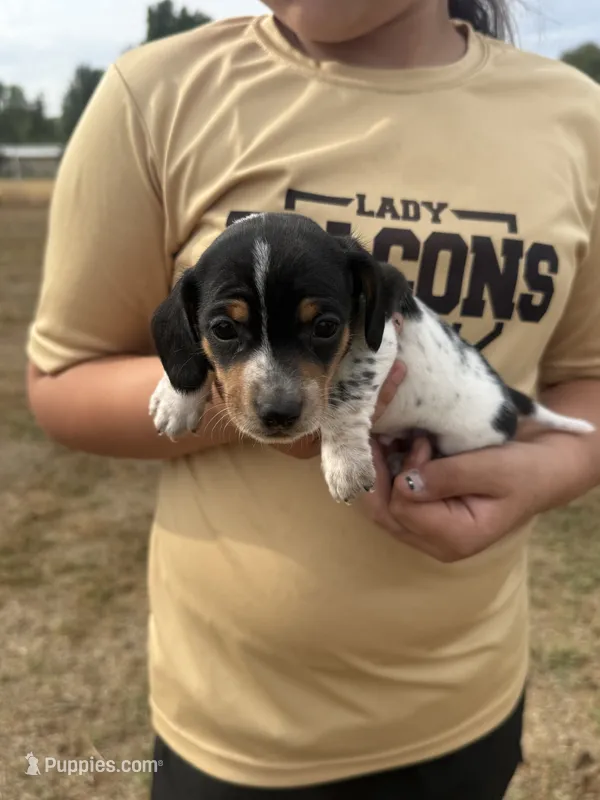 coop – Miniature Dachshund puppy for sale in Chickasha, OK