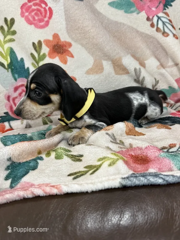 Livie – Miniature Dachshund puppy for sale in Chickasha, OK