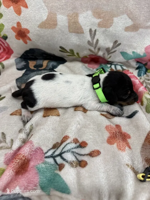 hogg – Miniature Dachshund puppy for sale in Chickasha, OK