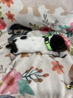 hogg, a male Miniature Dachshund for sale in Chickasha, OK – 1 of 3