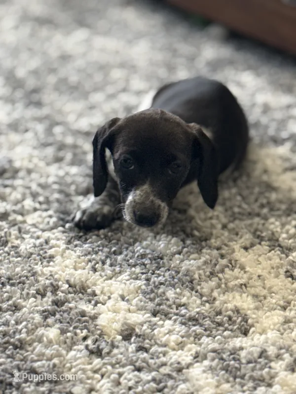 Sadie  – Miniature Dachshund puppy for sale in Chickasha, OK