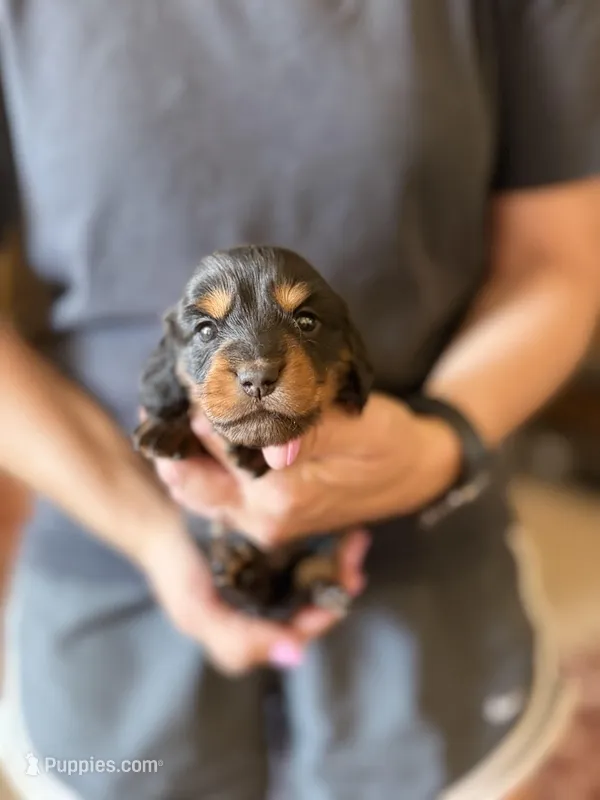 Nellie , a female Miniature Dachshund for sale in Chickasha, OK – 1 of 2