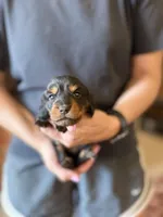 Nellie , a female Miniature Dachshund for sale in Chickasha, OK – 2 of 2