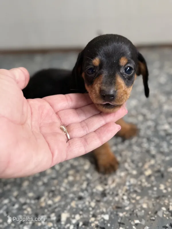 Lottie – Miniature Dachshund puppy for sale in Chickasha, OK