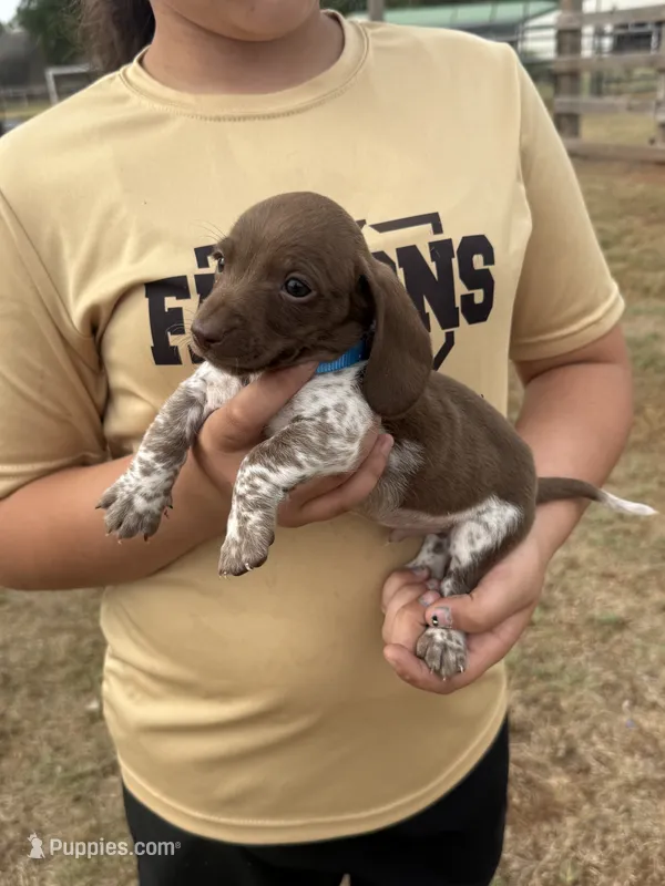 Hondo – Miniature Dachshund puppy for sale in Chickasha, OK