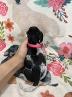 Daisy , a female Miniature Dachshund for sale in Chickasha, OK – 2 of 4