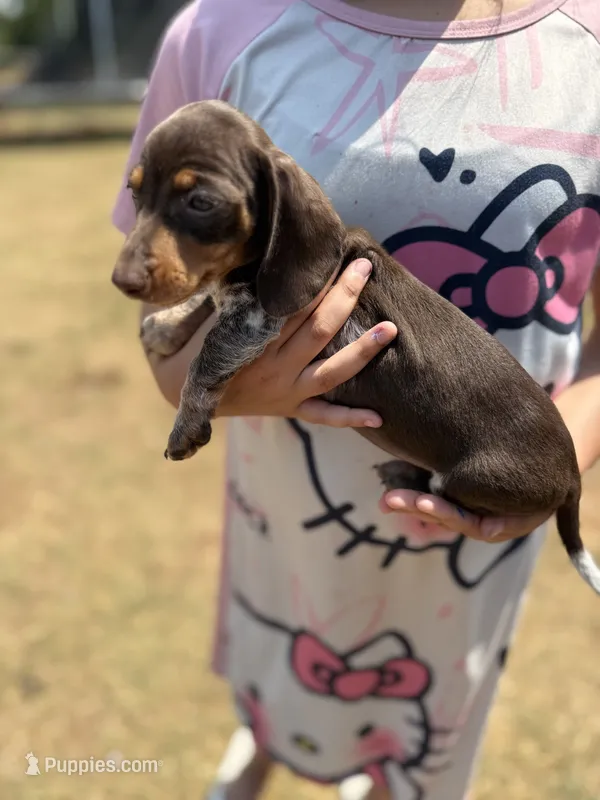 Thumper – Miniature Dachshund puppy for sale in Chickasha, OK