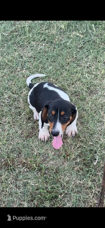Moose  – Miniature Dachshund puppy for sale in Chickasha, OK