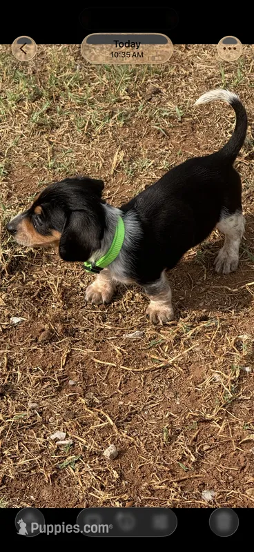 Moose – Miniature Dachshund puppy for sale in Chickasha, OK