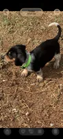 Moose, a male Miniature Dachshund for sale in Chickasha, OK – 2 of 10