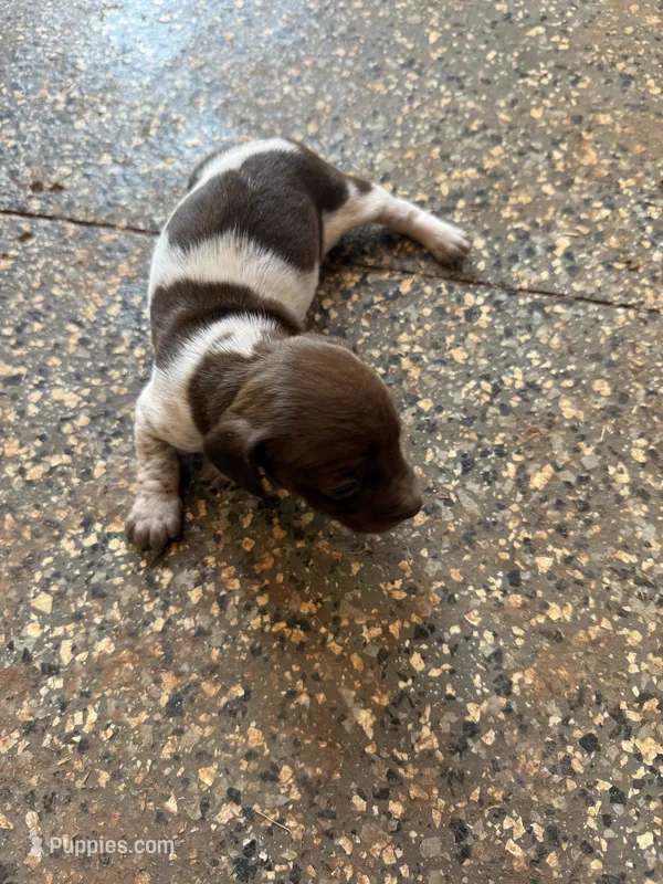 Lottie – Miniature Dachshund puppy for sale in Chickasha, OK