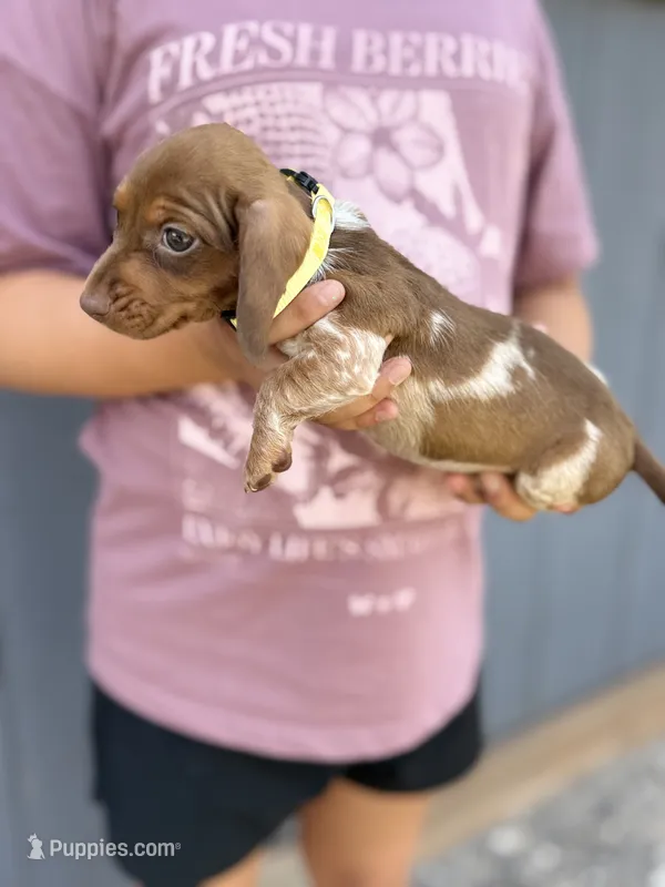 Stella  – Miniature Dachshund puppy for sale in Chickasha, OK