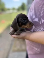 Thumper, a male Miniature Dachshund for sale in Chickasha, OK – 4 of 4