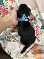 Moose, a male Miniature Dachshund for sale in Chickasha, OK – 8 of 10